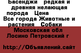 Басенджи - редкая и древняя нелающая порода › Цена ­ 50 000 - Все города Животные и растения » Собаки   . Московская обл.,Лосино-Петровский г.